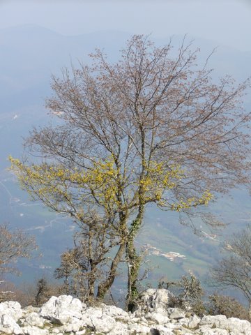 monte_cosce_05.jpg