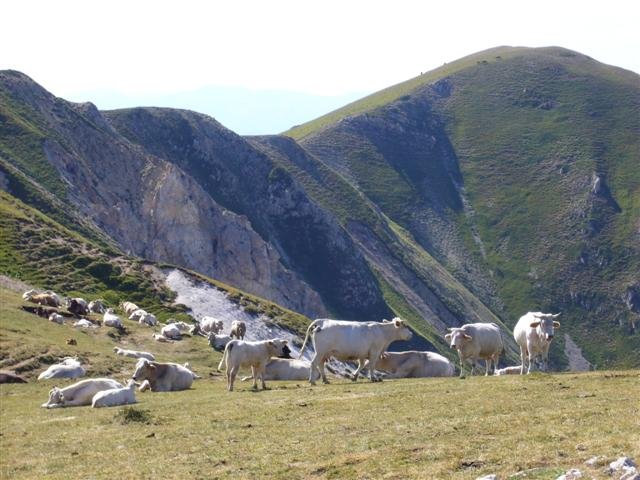 pizzo_di_camarda_07.jpg